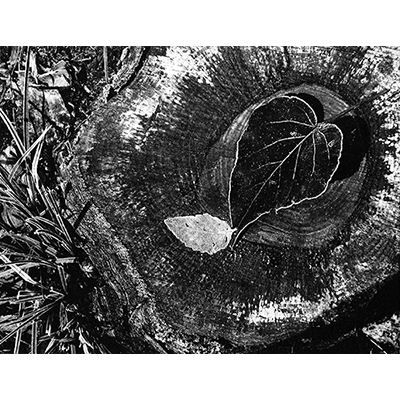 Ansel Adams: Pure Photography Exhibition Opening
