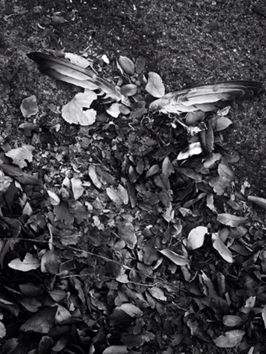 Smarter Smartphone Photography Workshop