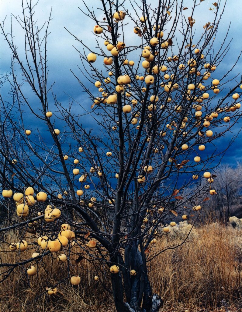 Eliot Porter Trees